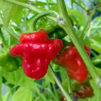 Piment Mini Bonnet (Capsicum annuum) graines