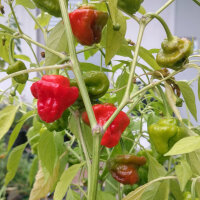 Piment Mini Bonnet Red (Capsicum annuum) graines
