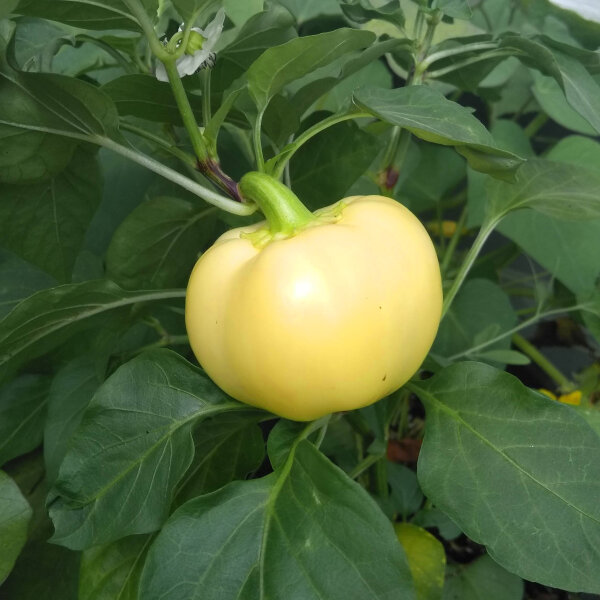 Piment White Fire (Capsicum annuum) graines