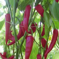 Piment Colorado Picante (Capsicum annuum) graines