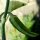 Piment Fish Pepper (Capsicum annuum) graines
