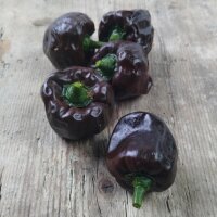 Piment Chilhuacle Negro (Capsicum annuum) graines