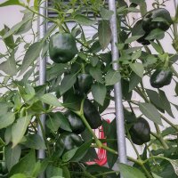 Piment Chilhuacle Negro (Capsicum annuum) graines