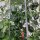 Piment Chilhuacle Negro (Capsicum annuum) graines