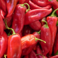 Poivron Pointu Grand Rouge de lEspagne (Capsicum annuum)...