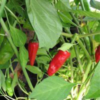 Piment vert doux Pimientos de Padron (Capsicum annuum)...