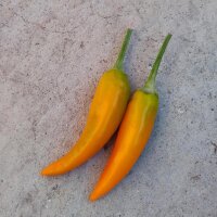 Piment Shipka Bulgarian Carrot (Capsicum annuum) graines