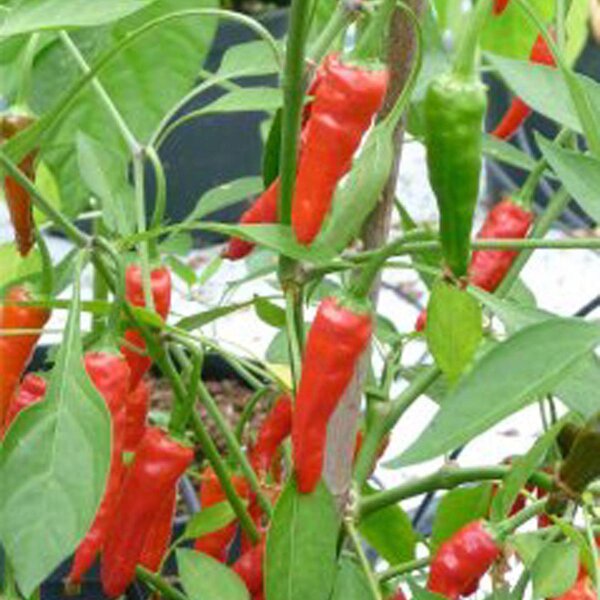 Piment de forêt tropicale Mazaroni (Capsicum annuum) graines