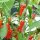 Piment de forêt tropicale Mazaroni (Capsicum annuum) graines