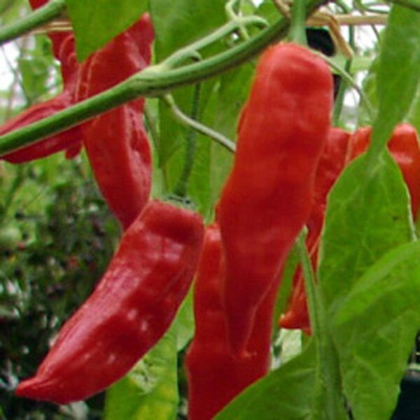 Piment Aji Verde (Capsicum baccatum) graines