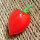 Piment Aji Inca Red Drop (Capsicum baccatum) graines