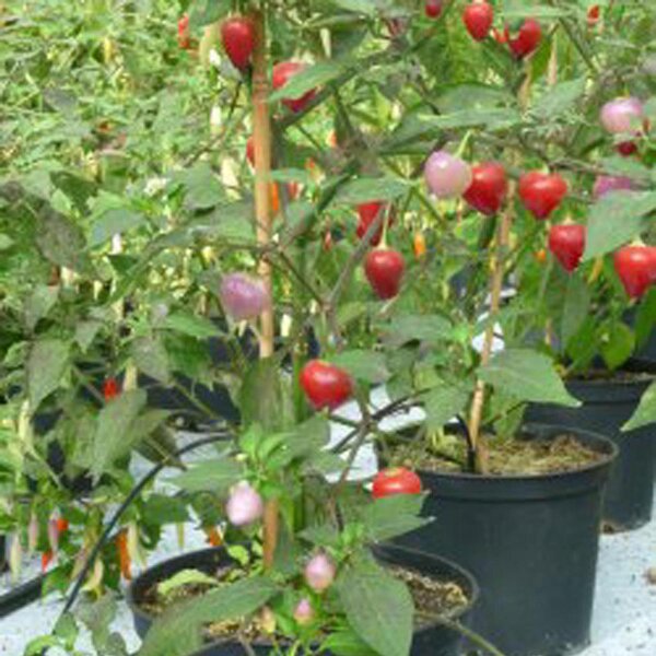 Piment Pimenta Barra Do Ribeiro (Capsicum baccatum) graines