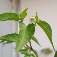 Piment sauvage Chacoense (Capsicum chacoense) graines