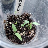 Piment sauvage Chacoense (Capsicum chacoense) graines