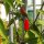 Piment sauvage Chacoense (Capsicum chacoense) graines