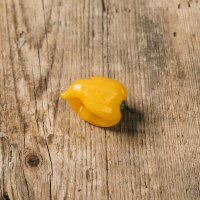 Piment jaune Yellow Habanero (Capsicum chinense) graines