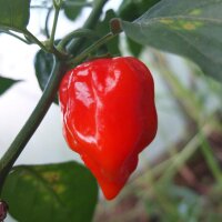 Piment rouge fort Habanero Red Savina (Capsicum chinense)...