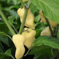 Chili Habanero Blanc (Capsicum chinense) graines