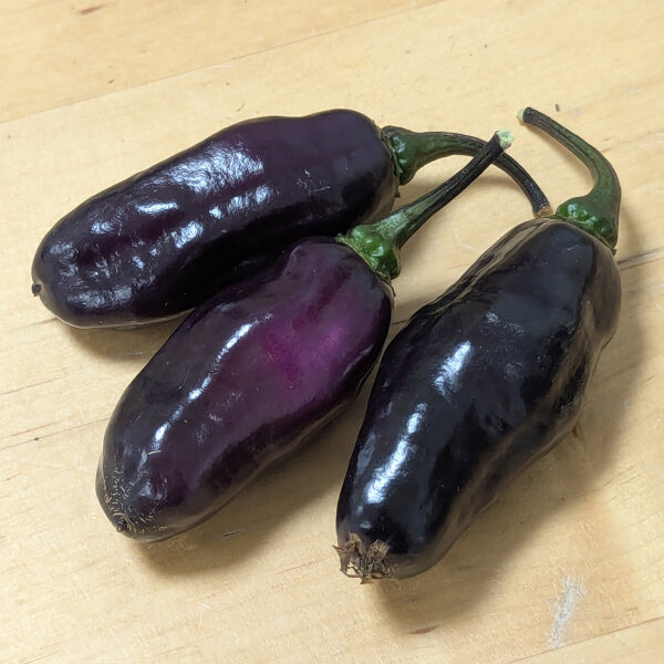 Piment violet Pimenta Da Neyde (Capsicum chinense x annuum) graines