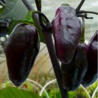 Piment violet Pimenta Da Neyde (Capsicum chinense x...