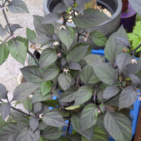 Piment violet Pimenta Da Neyde (Capsicum chinense x annuum) graines