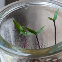 Piment violet Pimenta Da Neyde (Capsicum chinense x annuum) graines