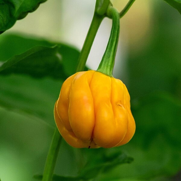 Piment Habanero Mustard (Capsicum chinense) graines