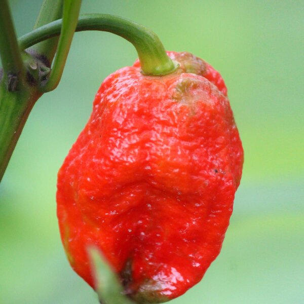 Piment Trinidad Scorpion (Capsicum chinense) graines