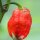 Piment Trinidad Scorpion (Capsicum chinense) graines