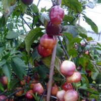 Piment Purple Habanero Peach (Capsicum chinense) graines