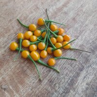 Piment Pingo De Ouro (Capsicum chinense) graines
