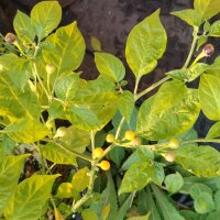 Piment Pingo De Ouro (Capsicum chinense) graines