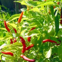 Piment Malagueta (Capsicum frutescens) graines