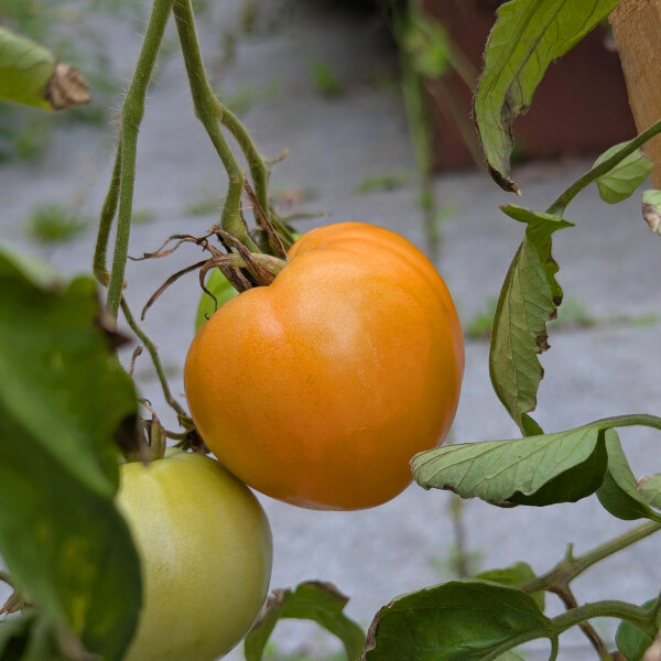 Tomate Beefsteak de Turkménistan Serdtse Ashkhabada (Solanum lycopersicum) graines
