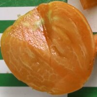 Tomate Beefsteak de Turkménistan Serdtse Ashkhabada (Solanum lycopersicum) graines