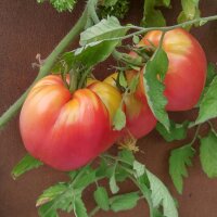 Tomate Beefsteak de Turkménistan Serdtse Ashkhabada (Solanum lycopersicum) graines