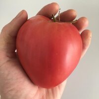 Tomate Beefsteak de Turkménistan Serdtse...