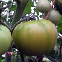 Tomate Orange Persimmon (Solanum lycopersicum) graines