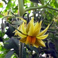 Tomate Orange Persimmon (Solanum lycopersicum) graines