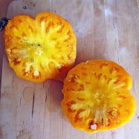 Tomate Orange Persimmon (Solanum lycopersicum)