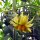 Tomate Orange Persimmon (Solanum lycopersicum) graines