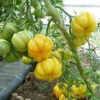Tomate Jaune Yellow Ruffled (Solanum lycopersicum) graines