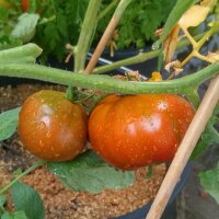 Tomate Black Pear (Solanum lycopersicum)