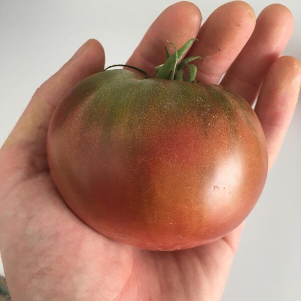 Tomate Carbon (Solanum lycopersicum) graines