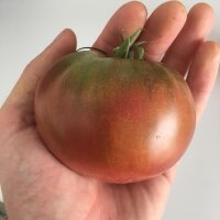 Tomate Carbon (Solanum lycopersicum)