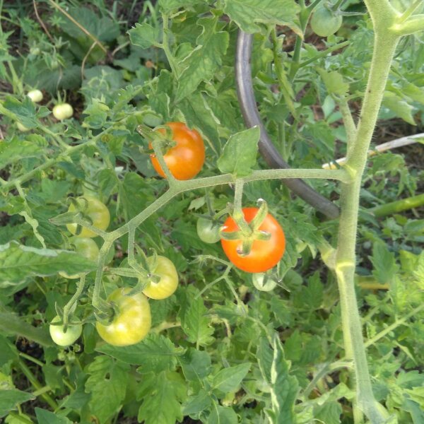 Tomate Ida Gold (Solanum lycopersicum) graines