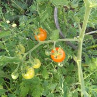 Tomate Ida Gold (Solanum lycopersicum)