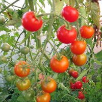 Tomate Outdoor Girl (Solanum lycopersicum) graines