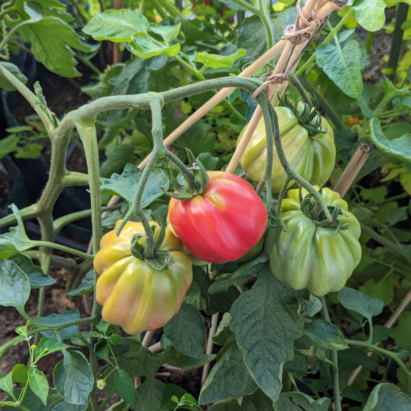 Tomate Striped Stuffer (Solanum lycopersicum) graines