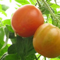 Tomate Stupice (Solanum lycopersicum) graines